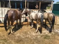 Égua, Cavalos — foto 2