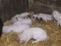 Pigs (batch, sex not specified), Pigs — photo 4