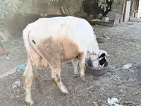 Toro, Ganado vacuno — foto 1