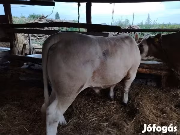 公牛, Charolais cattle