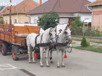 حصان, Lipizzaner — الصورة 4