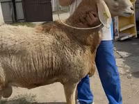 Ovca, Baerchuke sheep — fotografija 1