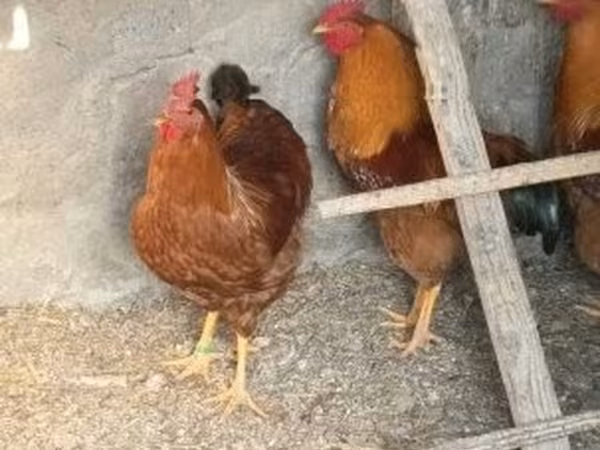 New Hampshire Rot