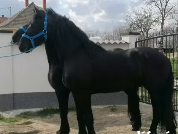 Pastuv, Friesian