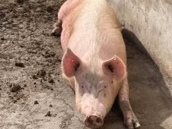 Porca,  — Hungria