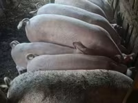 नर सूअर, सूअर — फ़ोटो 2