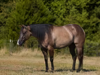 Koń, Quarter Horse — zdjęcie 2