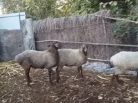 Brebis, Moutons — photo 3
