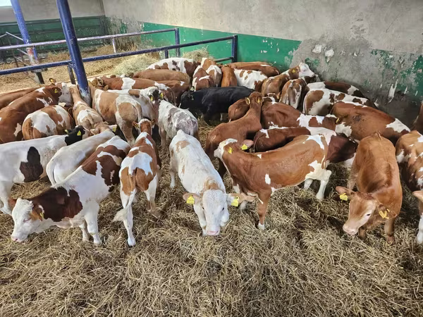 Bik, Simmental cattle