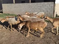 Schafe (Partie, Geschlecht nicht angegeben), Hissar sheep — Foto 7