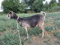 Cabra, Cabras — foto 4