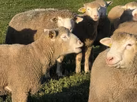 Ovan, Ile-de-France sheep — fotografija 3