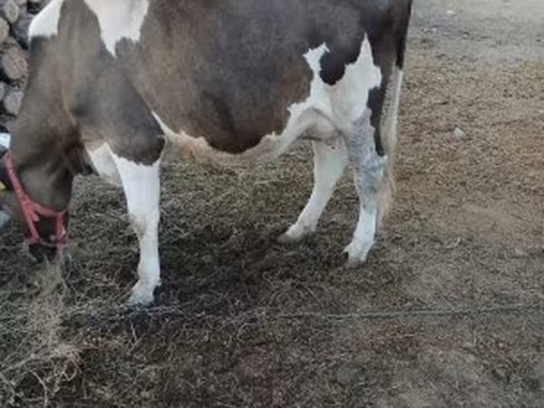 Vaca, Raza Holstein
