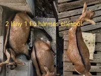 Koza, Kozy — zdjęcie 2
