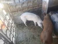 Eber, Schweine — Foto 3