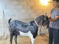 Bode, Kamori goats — foto 1