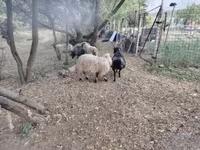 كبش, Racka sheep — الصورة 2