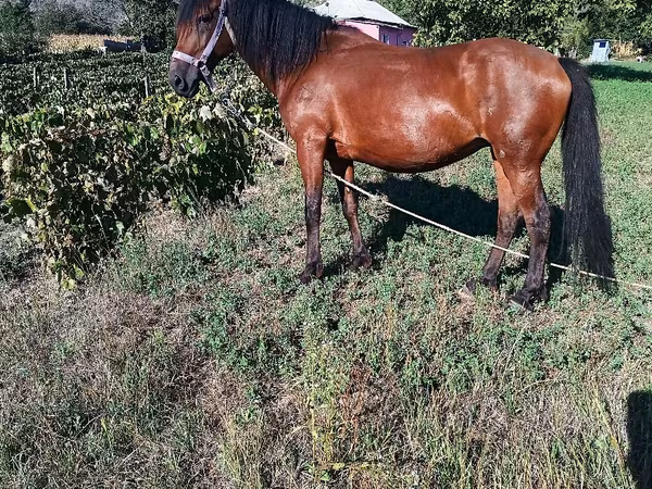 Égua, Cavalos