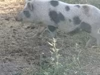 मादा सूअर, सूअर — फ़ोटो 4