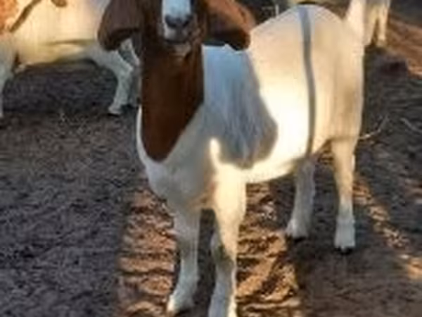 Vaca, Bovinos