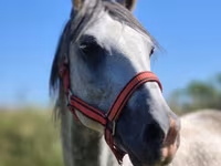 Cavalo, Cavalos — foto 1