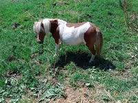 Kobila, Australian Pony — fotografija 3