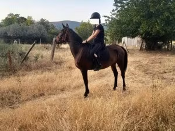 母马, Horses