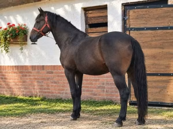 Koń, Konie — Węgry