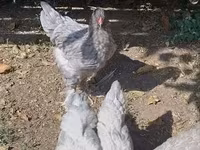 Brahma — foto 4