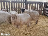 Carnero, Racka sheep — foto 5