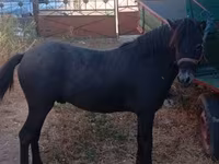 Caballo, Caballos — foto 2