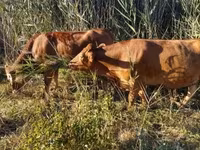 Krava, Simmental cattle — fotografija 5