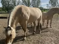 घोड़ी, Fjогd — फ़ोटो 2