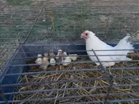 Chickens — Foto 1