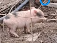 猪（批次，未指定性别）, Pigs — 照片 7