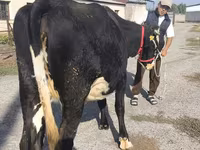 İnək, Russian Black pied cattle — foto 8