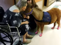 Kobila, Miniature horse — fotografija 3