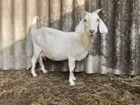 Kozioł, Saanen goat — zdjęcie 3