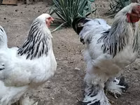 Brahma — foto 4