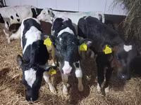 Taureau, Simmental cattle — photo 5
