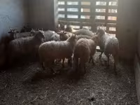 Brebis, Racka sheep — photo 5