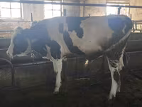 सांड, Simmental cattle — फ़ोटो 3