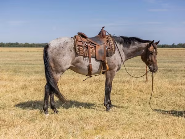 At, Quarter Horse