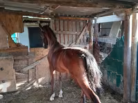 Jument, Chevaux — photo 2