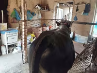 Бұқа, Ірі қара — 3-сурет