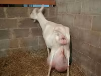 Koza, Saanen goat — zdjęcie 4