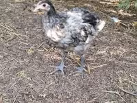 Australorp — fotografija 3