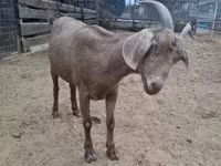 母羊, Sheep — 照片 3
