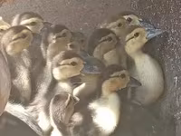 Ducks — fotografija 1