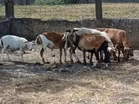 Ovelha, Cameroon sheep — foto 3
